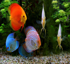 Aquatic Foods Inc. wafers 4 types, textures adaptées pour poissons de fond.