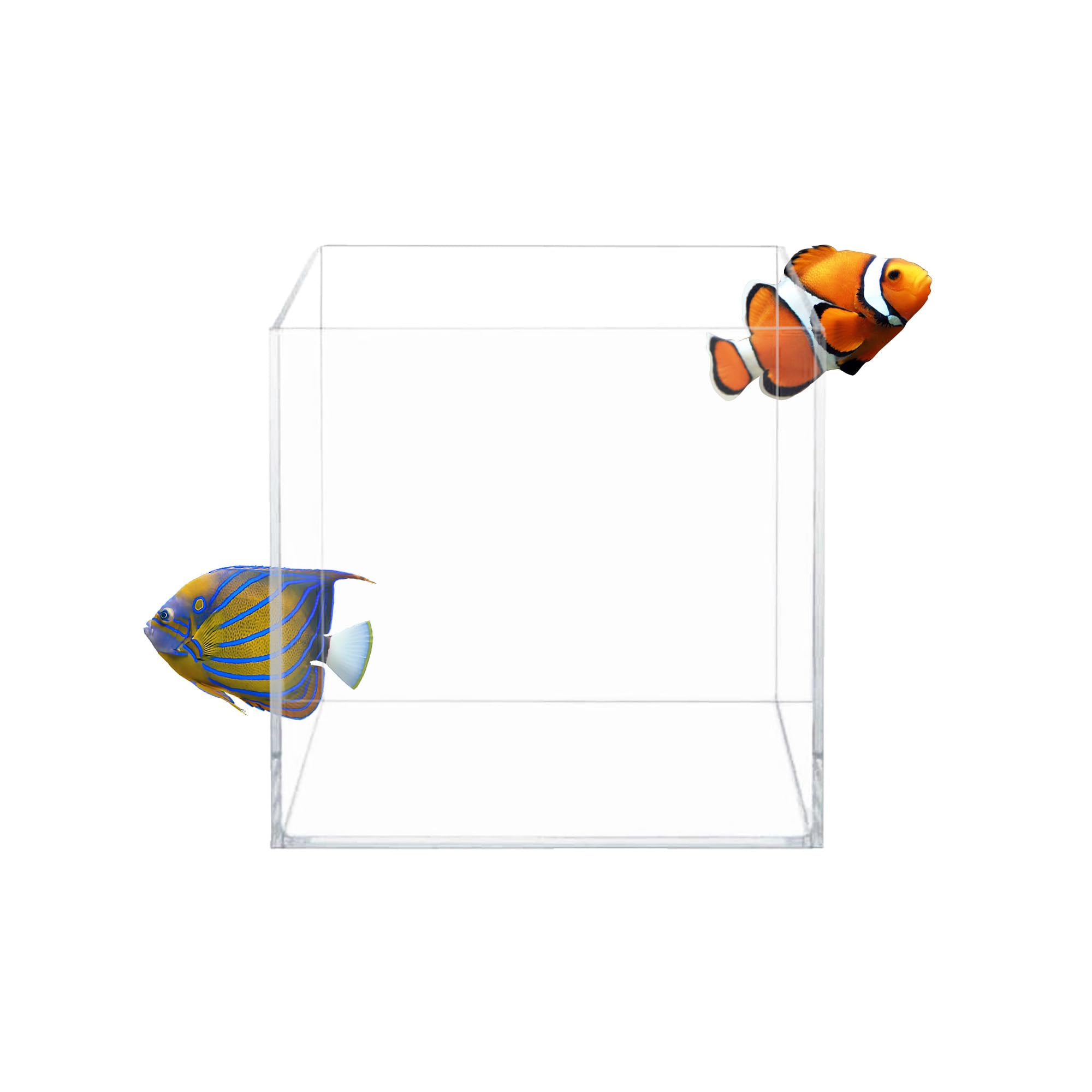 Aquatop Cube avec haute transparence pour une vue nette de l aquarium