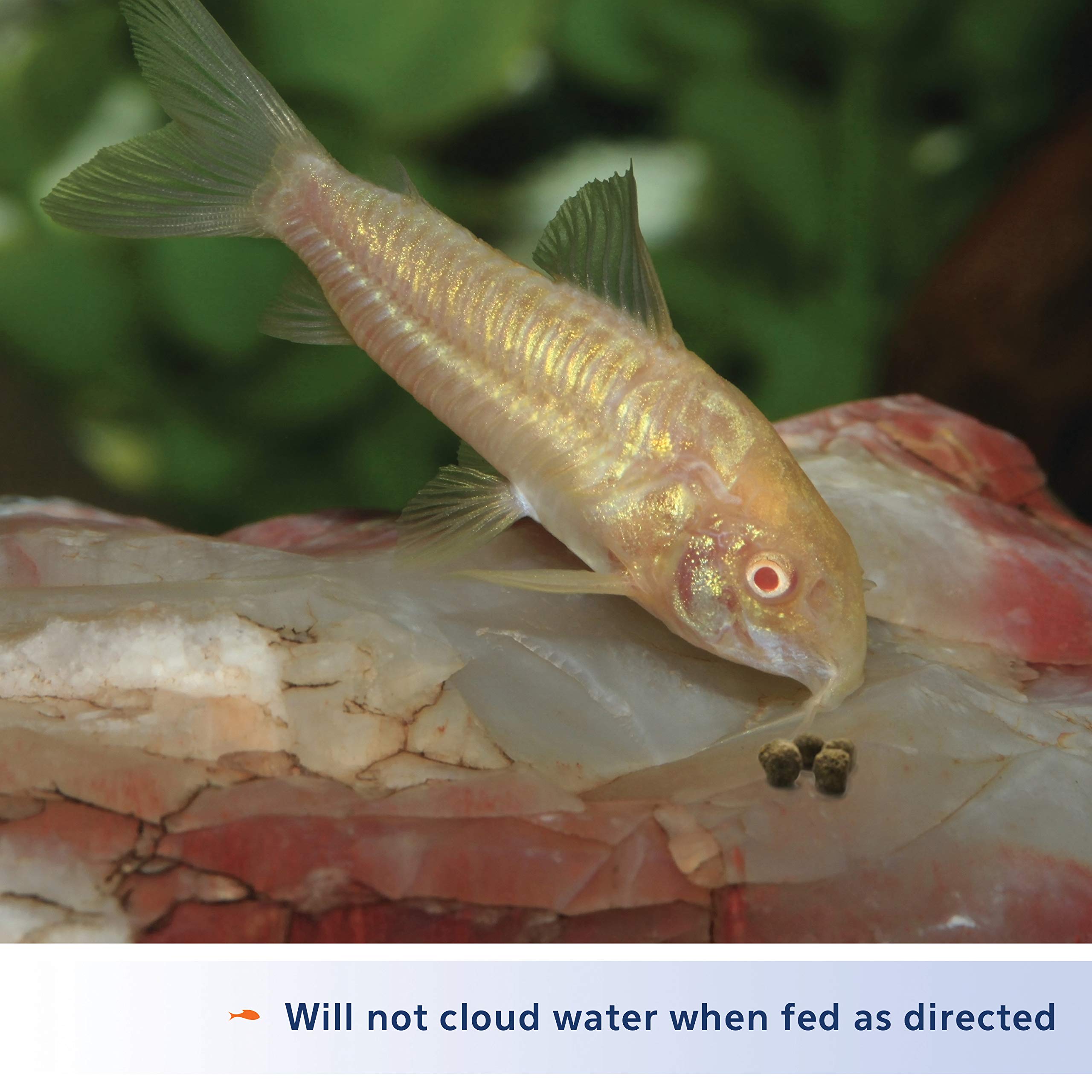 Aqueon granulules pour poissons du fond, alimentation continue et adaptée.