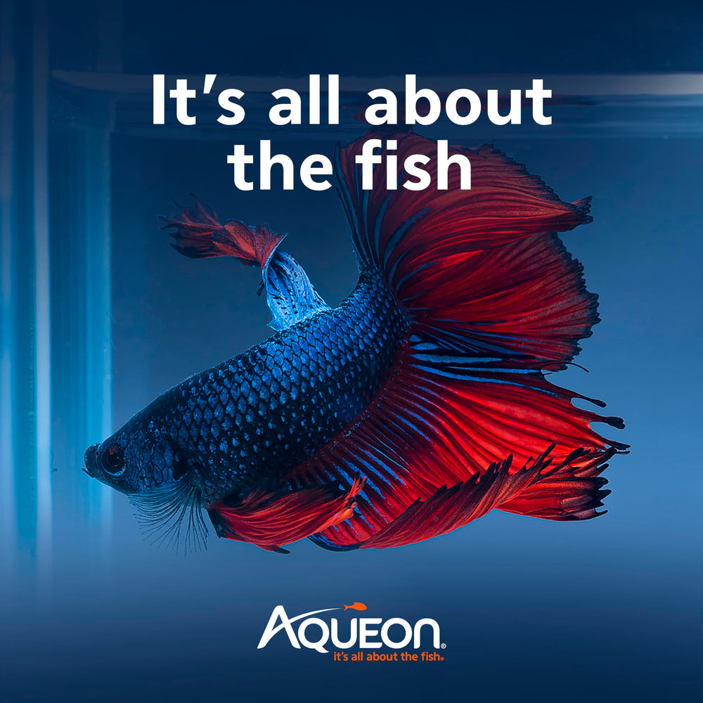 Aqueon PURE Betta Beads habitat non filtré, adapté à un aquarium sans filtre.
