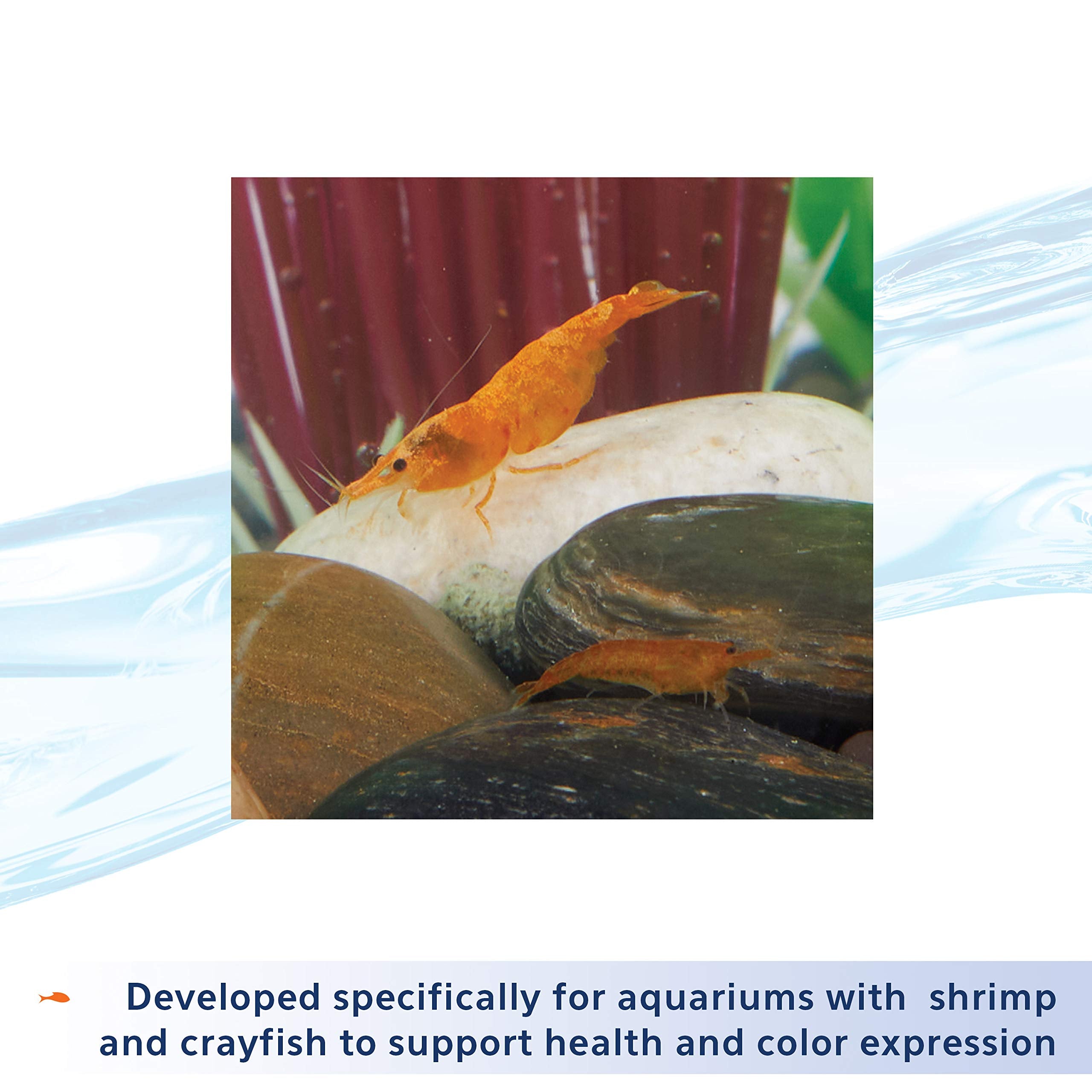 Aqueon Shrimp Tank Plus, crevettes colorées et en santé grâce à l’eau traitée