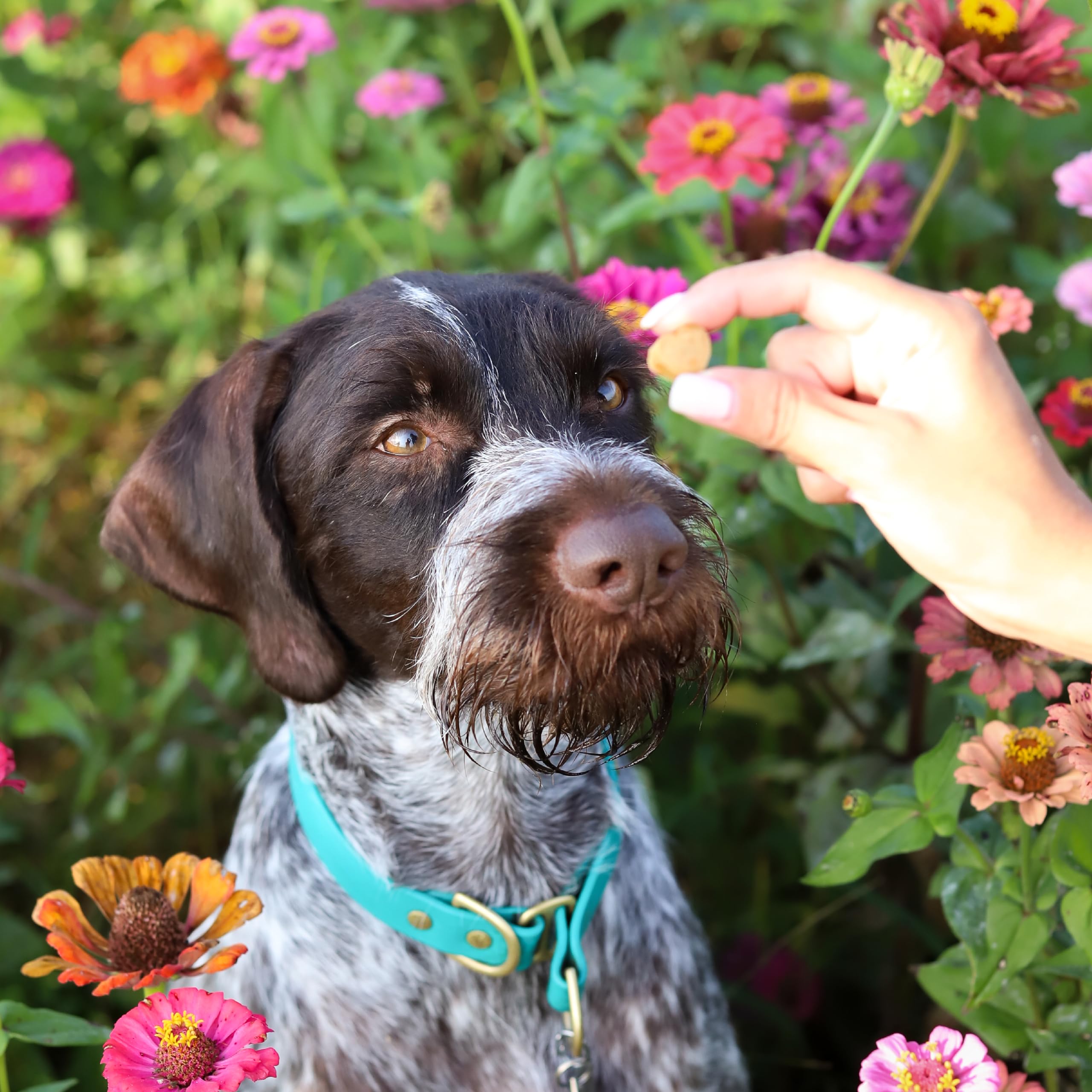 Ark Naturals Bouffées d’Haleine — respiration fraîche et sourire du chien après utilisation.