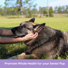Ark Naturals Museau Gris - recommandé par les vétérinaires pour chiens seniors