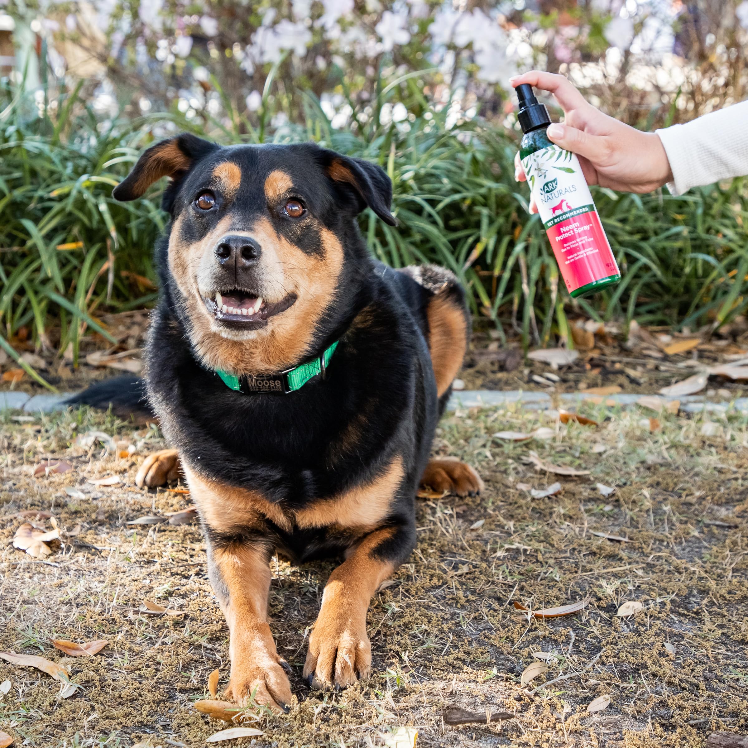 Utilisation simple du Neem Protect Spray ARK NATURALS sur chiens et chats, routine pratique.