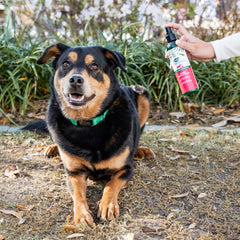 Utilisation simple du Neem Protect Spray ARK NATURALS sur chiens et chats, routine pratique.