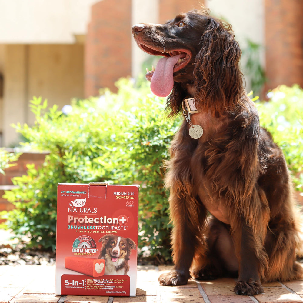 Ark Naturals Protection+ os dentaires forme compacte idéale pour chiens moyens