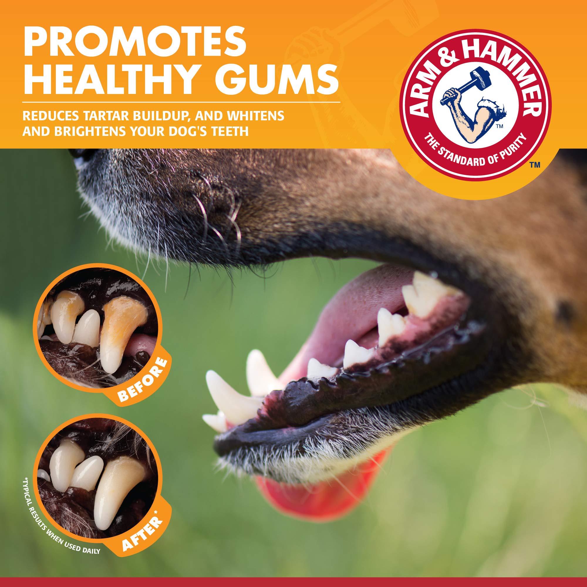 Chien se laissant brosser les dents avec douceur.