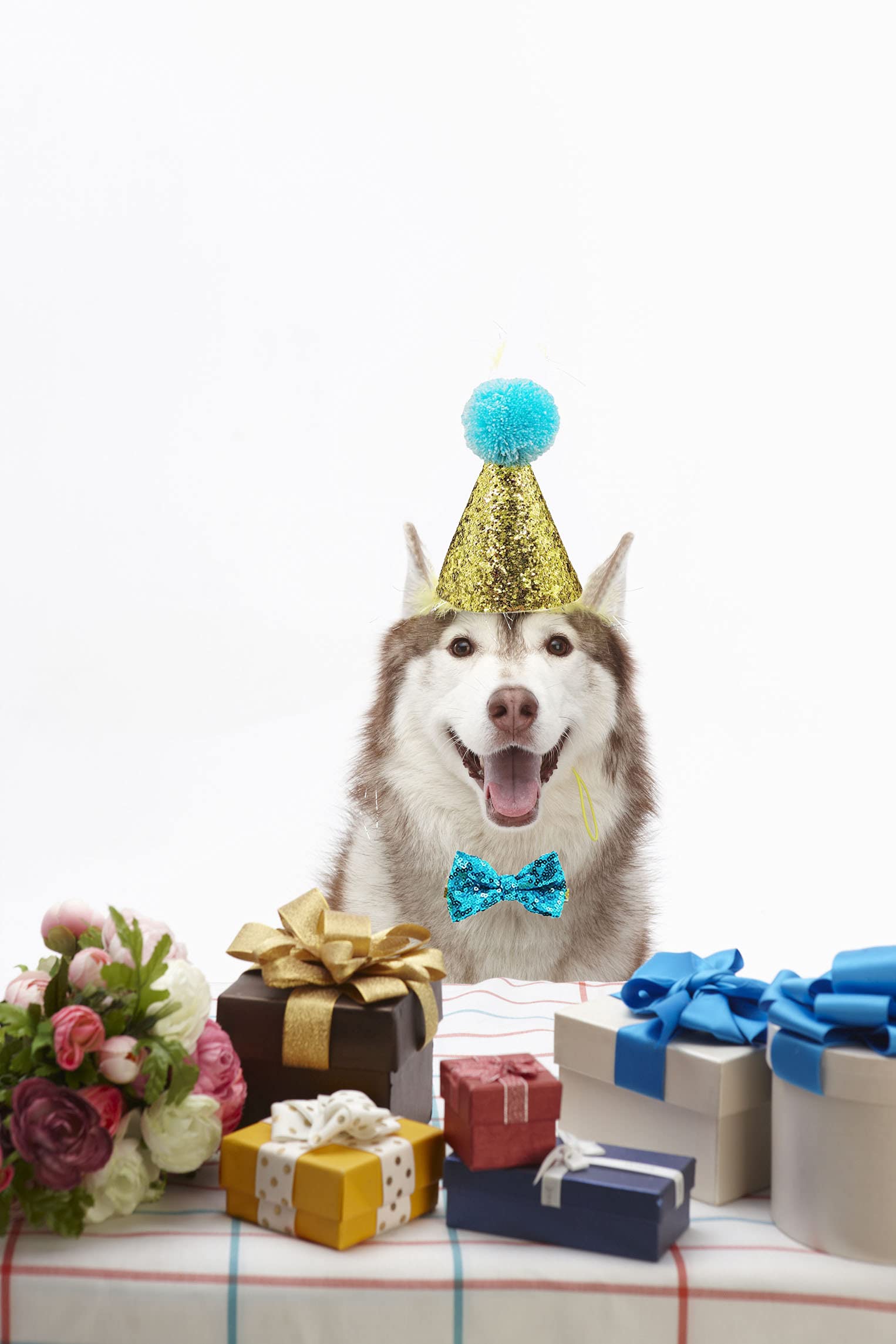 Ensemble chapeau et nœud papillon Arogheiz pour animaux en fête