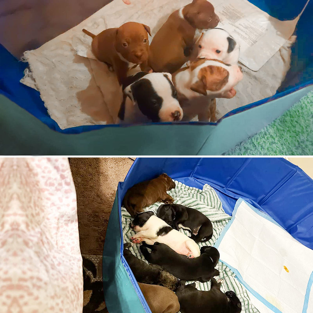 Bain pour chiens bleu, nettoyage après séance.