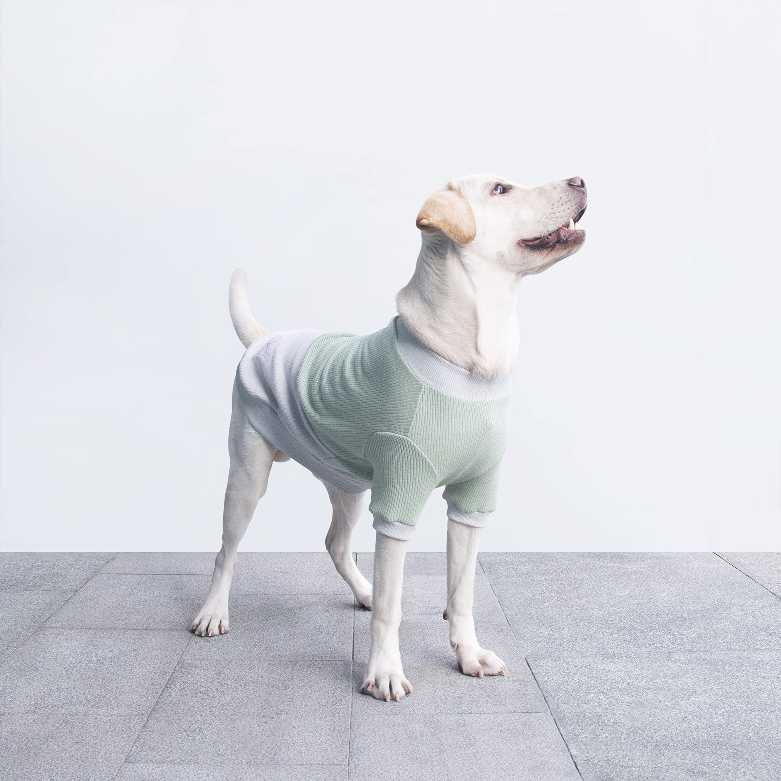 ARUNNERS pull-chien bloc couleur vert-gris, style tendance pour promenades quotidiennes.