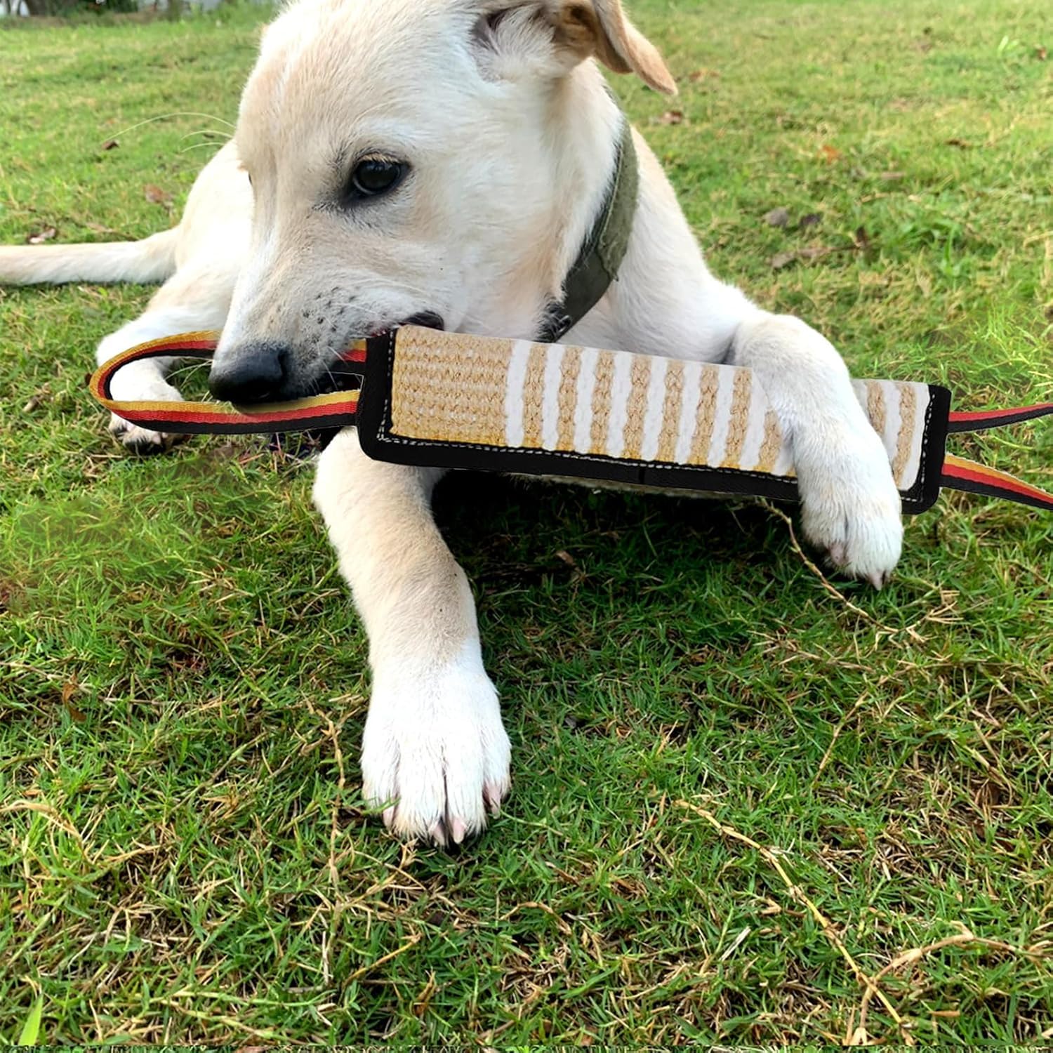 ASOCEA jouet à tirer pour extérieur, idéal pour les jeux en plein air avec votre chien.