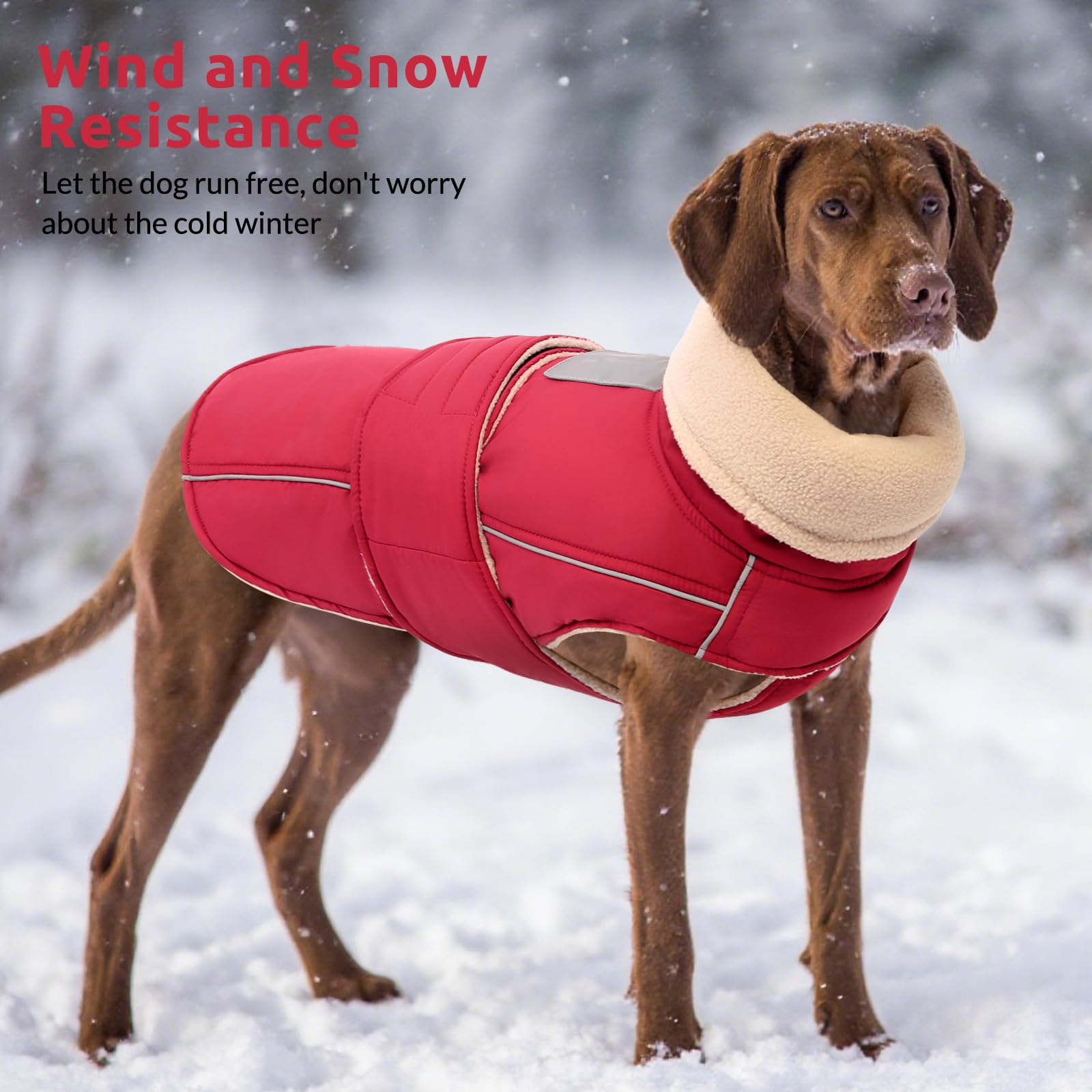 ASENKU veste chien chaude col relevable — confort personnalisé et protection du froid
