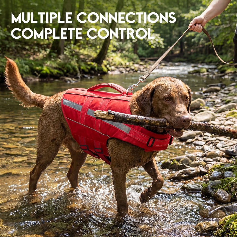 ASENKU Veste chien adaptée à natation, bateau et plage pour sessions détendues.