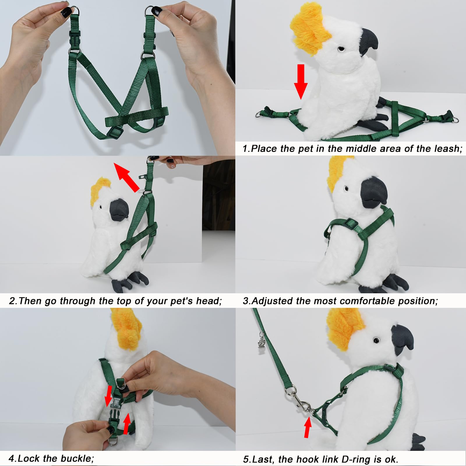 ASOCEA système d attache simple parfait pour familiariser l oiseau au harnais.
