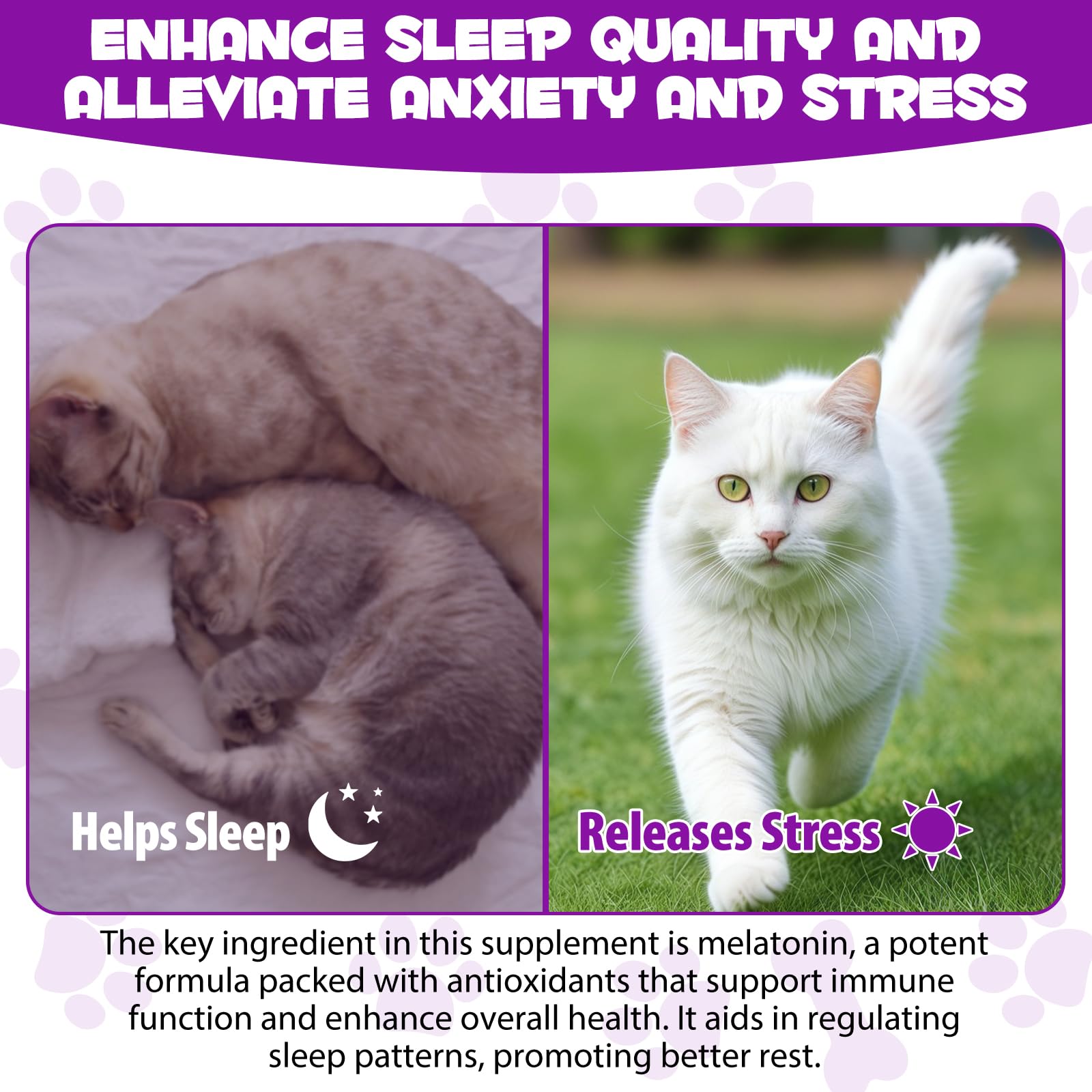 Asusxcli Mélatonine pour chat: chat détendu avant le coucher.