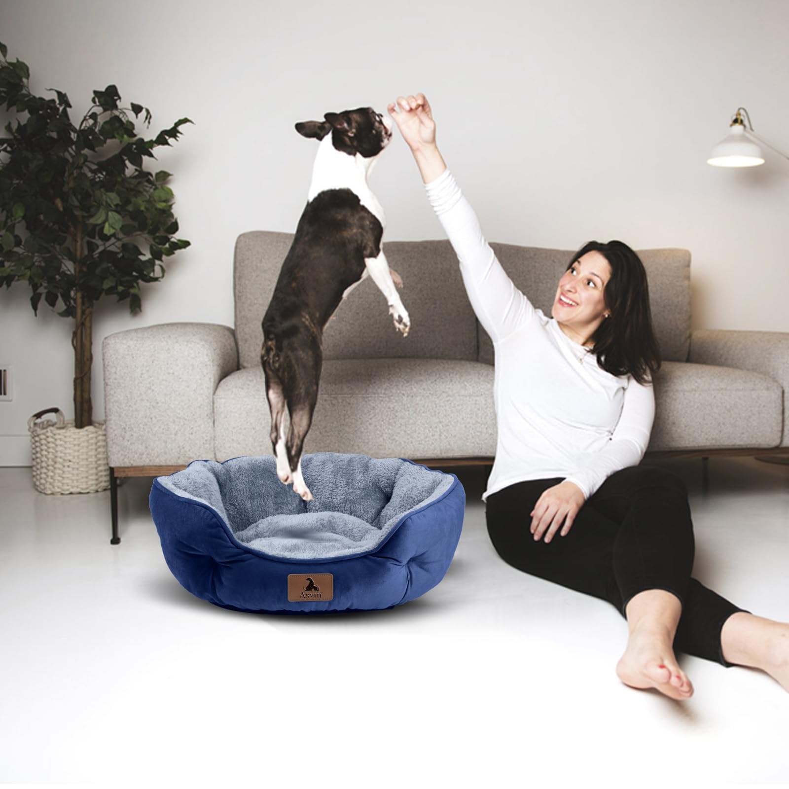 Guide tailles 20 pouces pour petits animaux, mesurez votre compagnon.