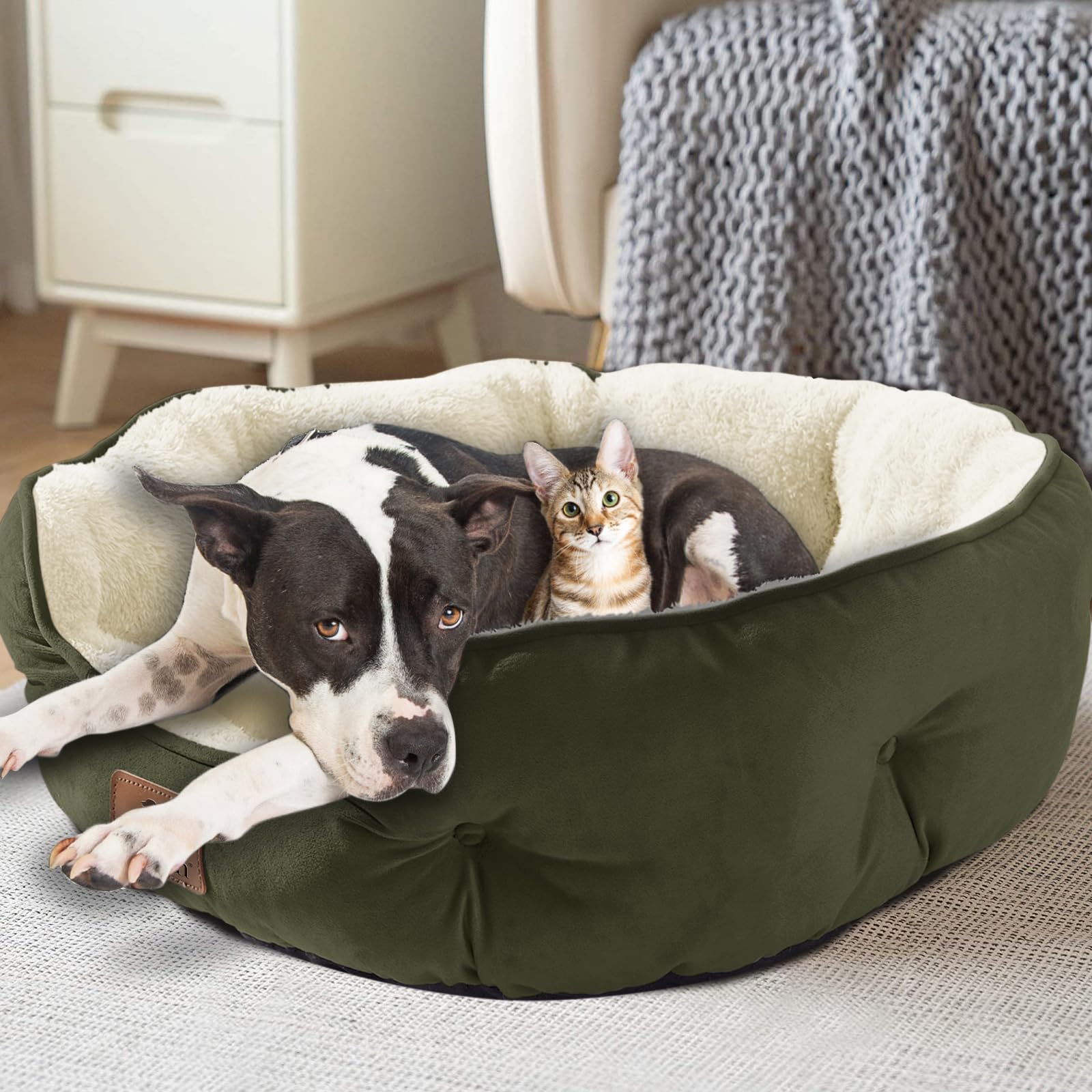 Asvin Utilisation quotidienne à la maison pour chien et chat