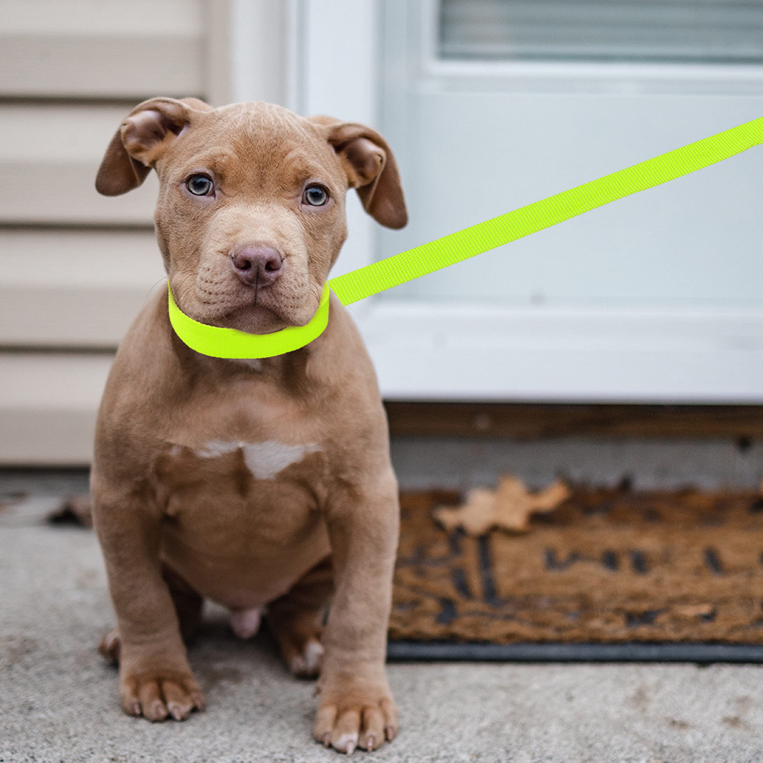 Laisse slip ATICNECH avec O-ring robuste pour transport veterinaire.