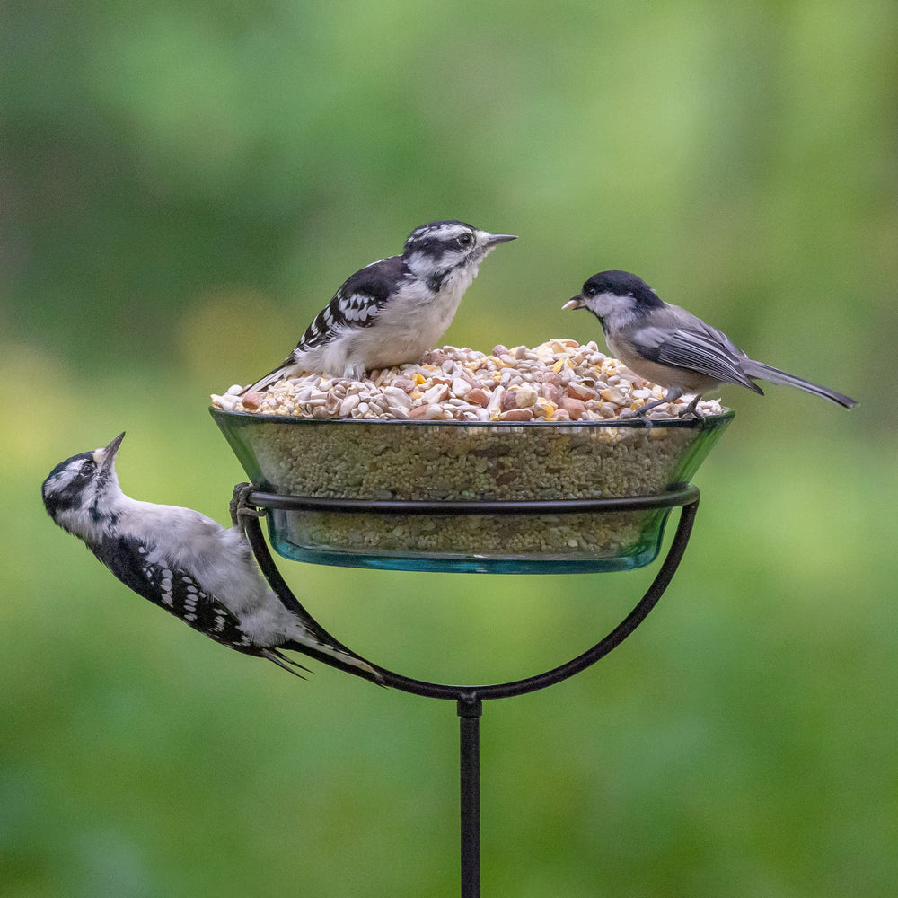 Audubon Park Nourriture Oiseaux Sauvages, mélange savoureux pour un repas nourrissant