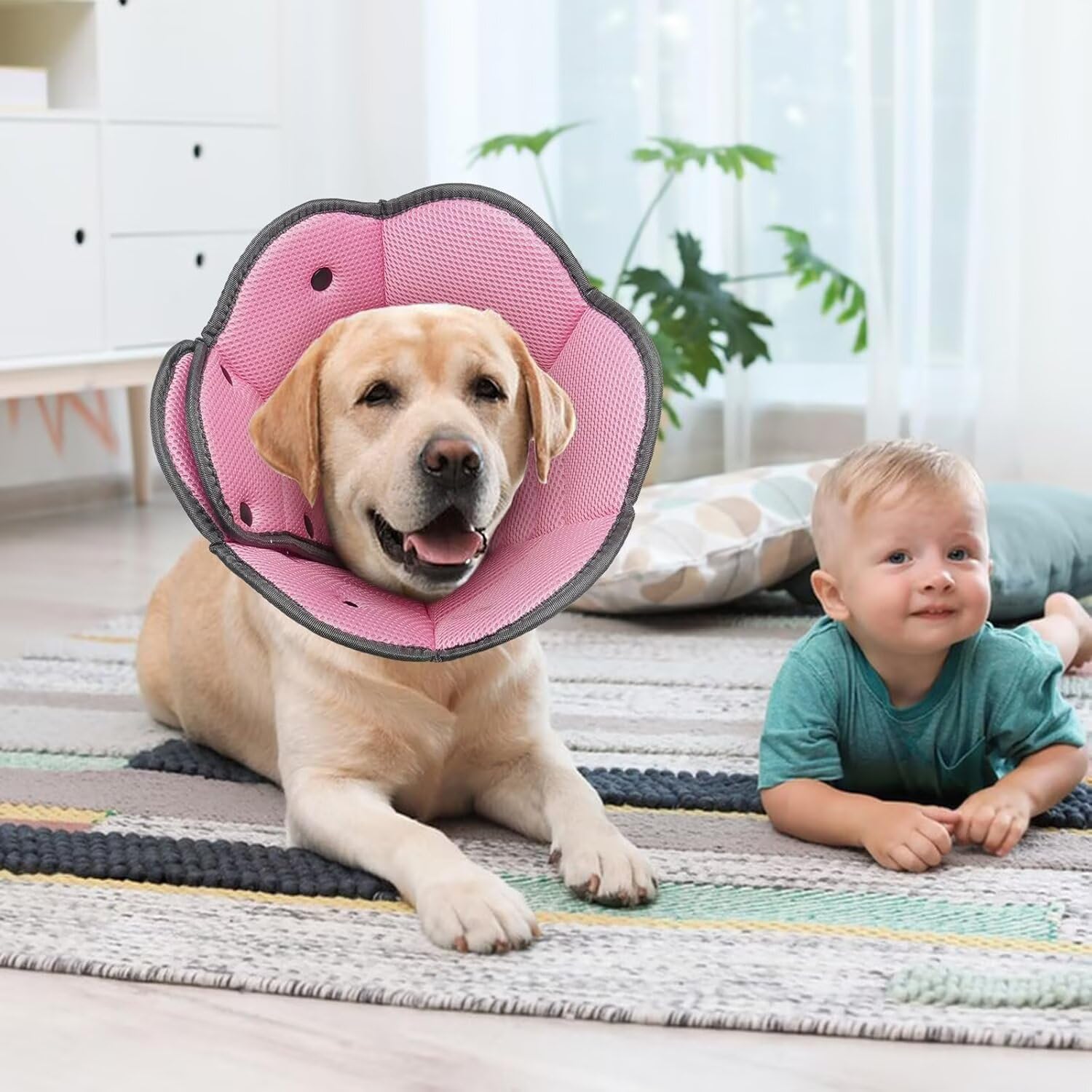 AuraPaw cone usage domestique, idéal à la maison ou en clinique vétérinaire.