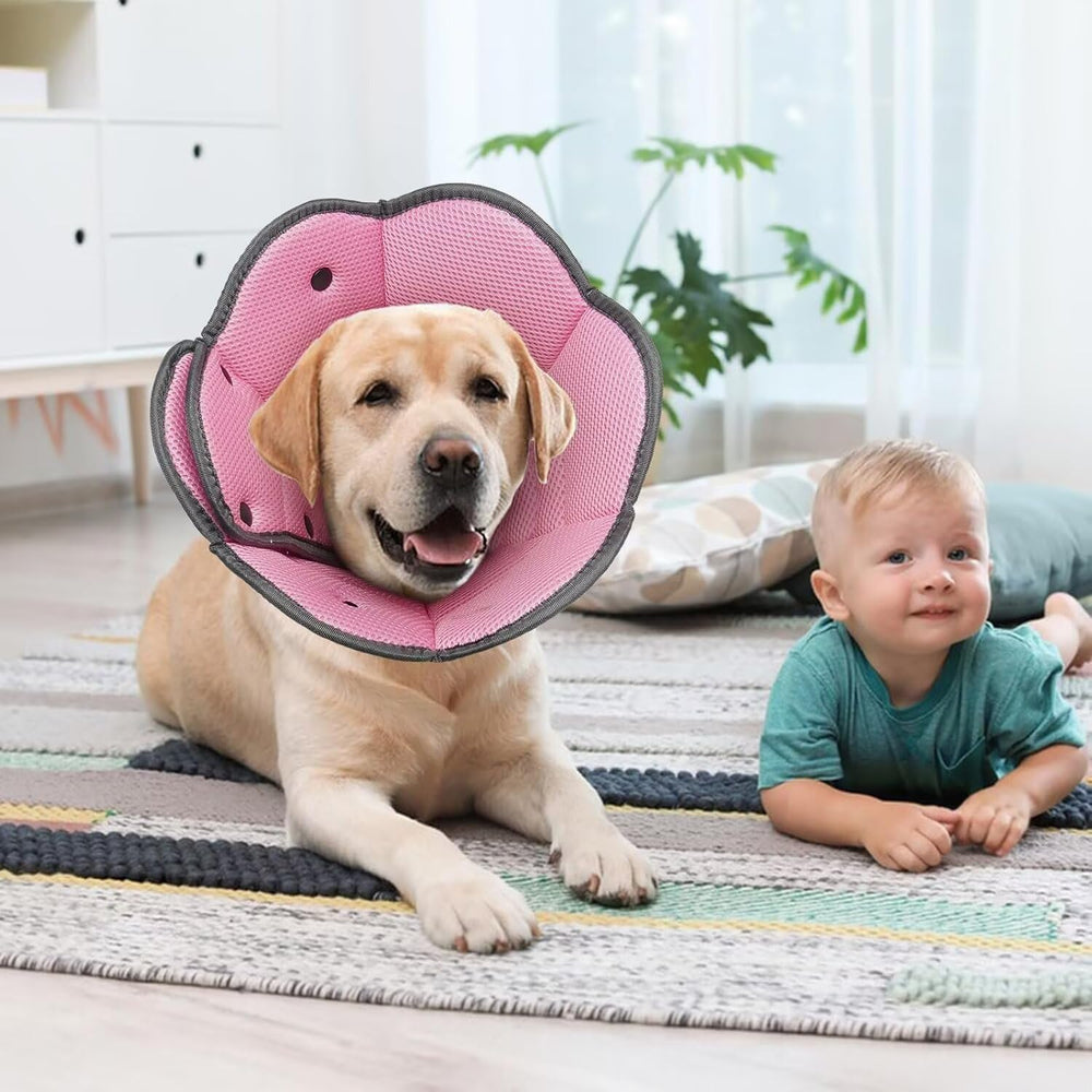 AuraPaw cone usage domestique, idéal à la maison ou en clinique vétérinaire.