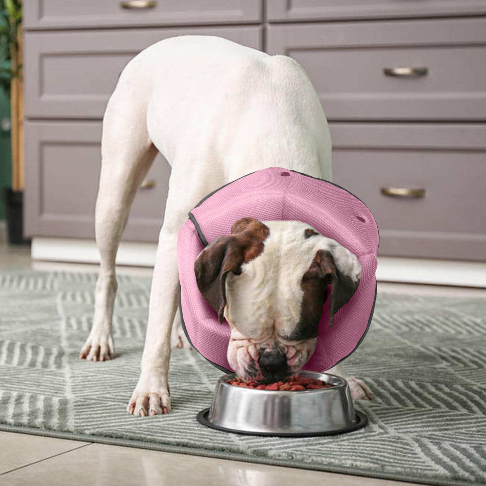 AuraPaw cone vision libre, aide à manger et boire normalement.