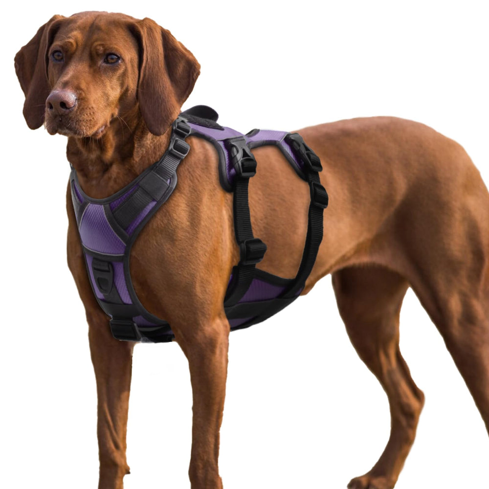 AUROTH harnais anti-fuite avec section ventre détachable pour un ajustement sécurisé lors des promenades.
