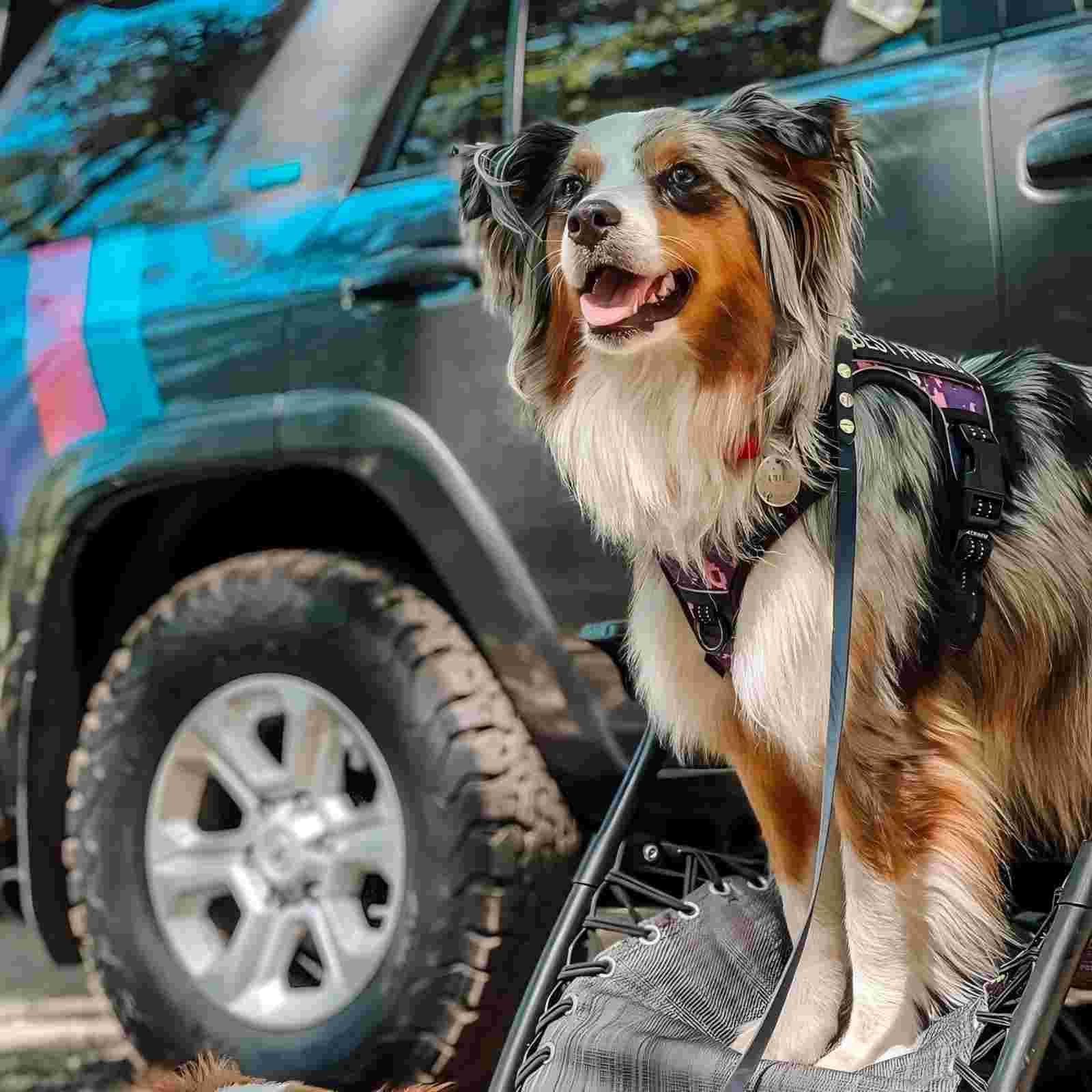 Harnais Auroth badge identification BEST FRIEND inclus