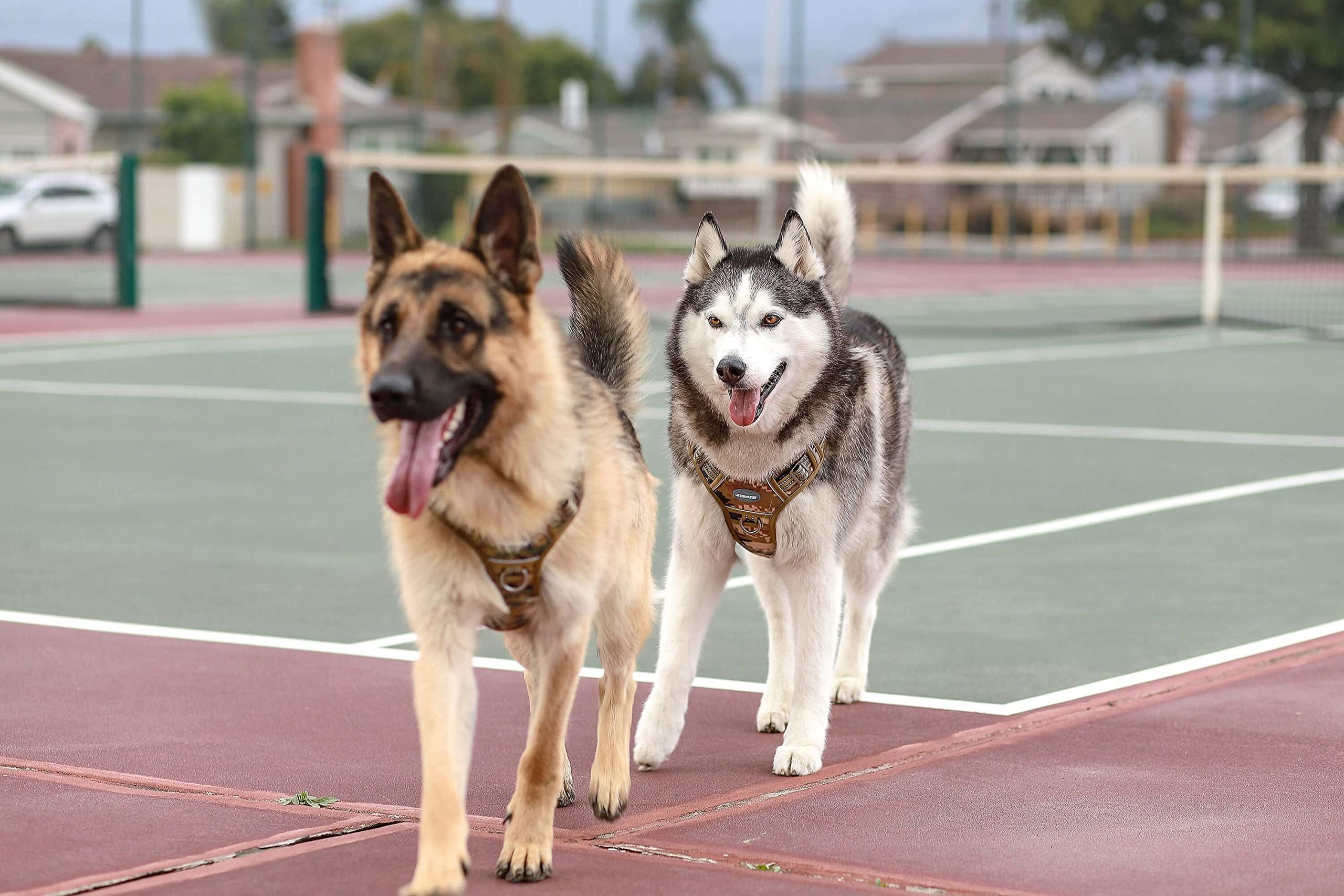 AUROTH Harnais Tactique Grands Chiens — Clips frontaux et dorsaux pour entraînement et promenades.