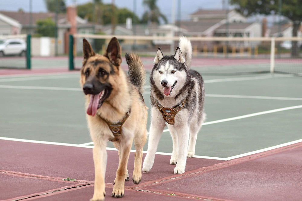AUROTH Harnais Tactique Grands Chiens — Clips frontaux et dorsaux pour entraînement et promenades.