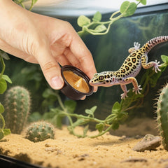 AUTSEEYS Tasse d'alimentation sur bord du terrarium – station élevée, gain de place.