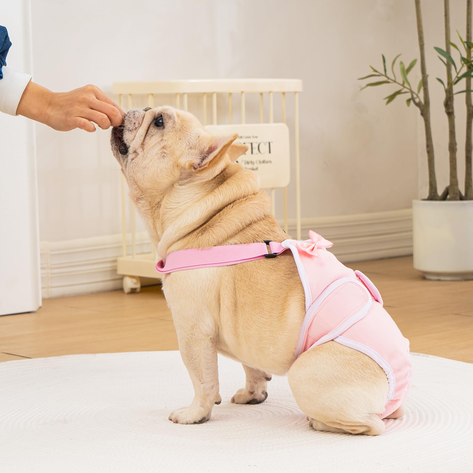 Avont couches chien frenchie violet – sangles reglables pour un maintien sûr.