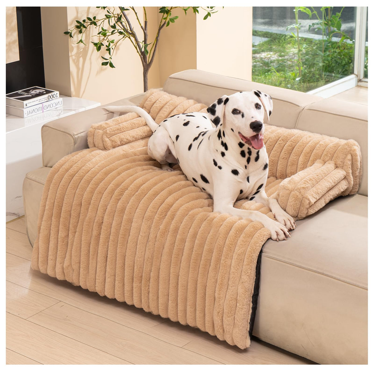 Avont tapis-chien doux sur canapé pour repos apaisant.