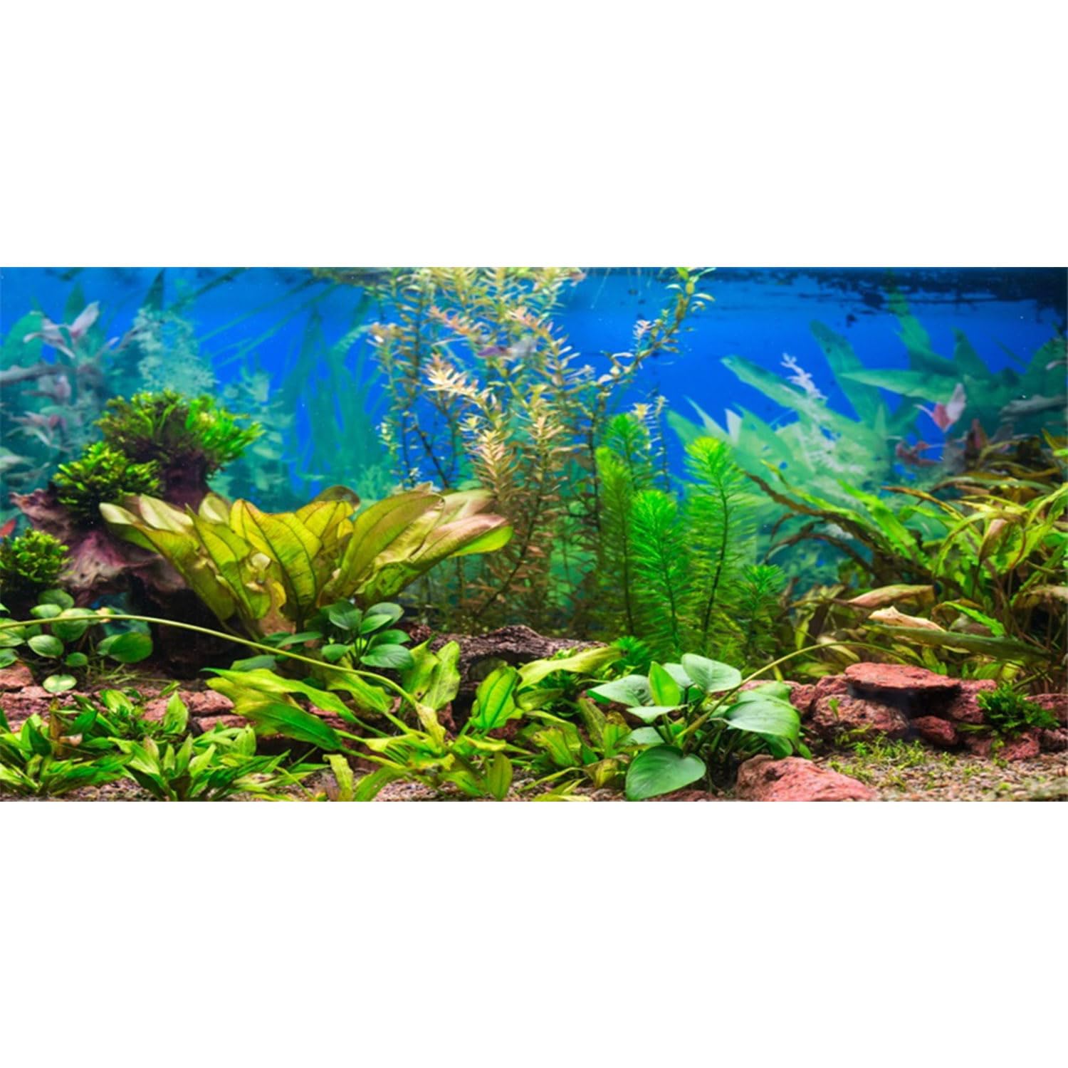 AWERT fond d'aquarium rivière paysage pour un décor réaliste et profond.