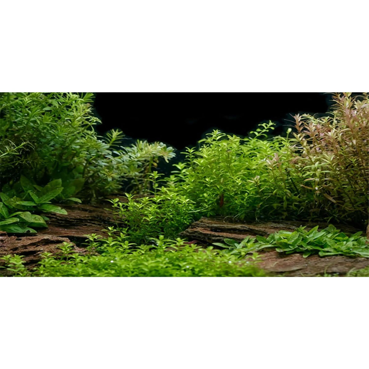Fond AWERT d'aquarium avec rivage et plantes verdoyantes pour un cadre naturel.