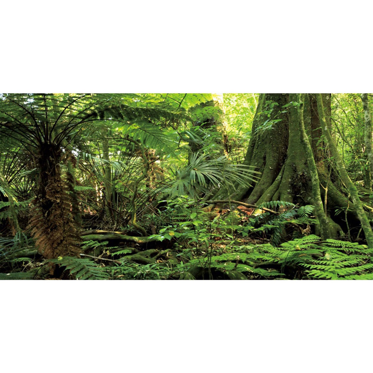 AWERT arrière-plan forêt terrarium avec grand arbre, profondeur et réalisme.