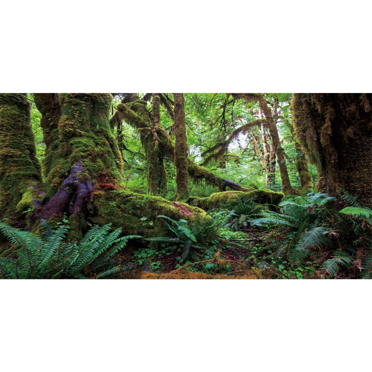AWERT arrière-plan forêt tropicale pour aquarium, profondeur réaliste et ambiance naturelle.