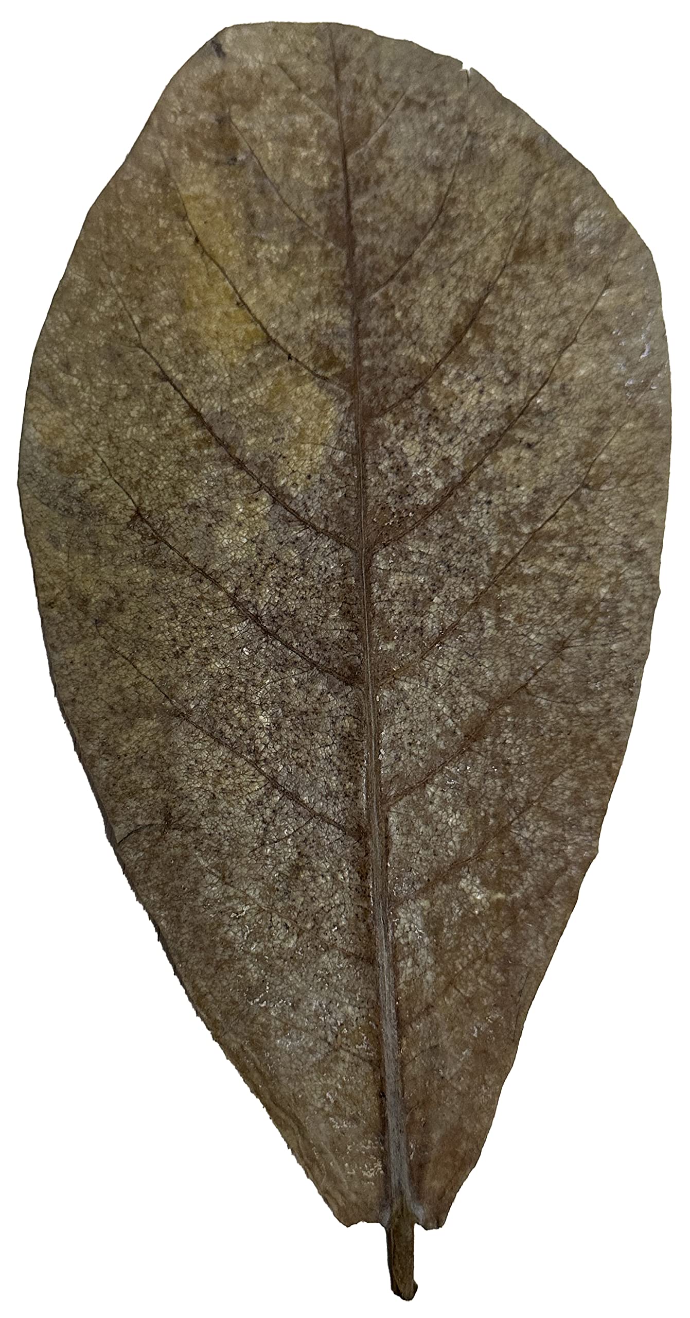 Awesome Aquatic Feuilles Catappa, favorise vitalité et bien-être des habitants