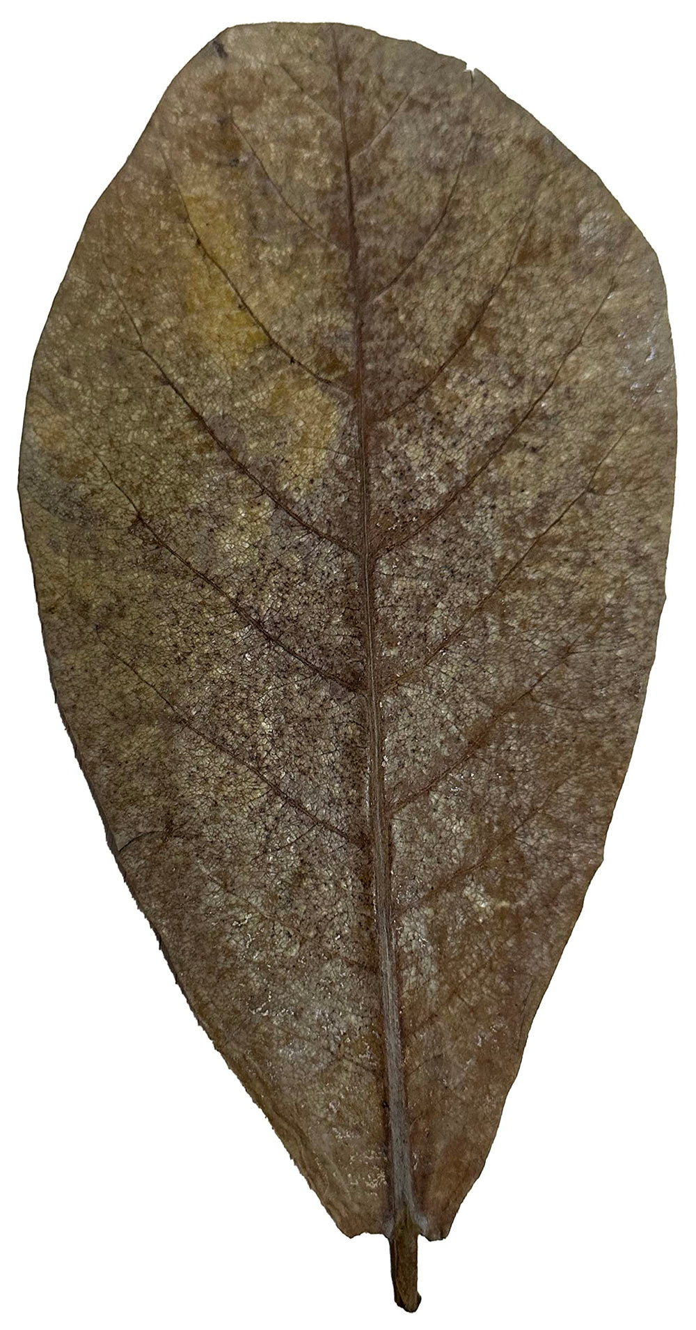 Awesome Aquatic Feuilles Catappa, favorise vitalité et bien-être des habitants