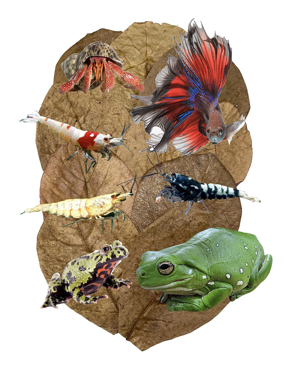 Awesome Aquatic Feuilles Catappa indiennes, pack de 10 feuilles pour amélioration visuelle et bien-être aquatique