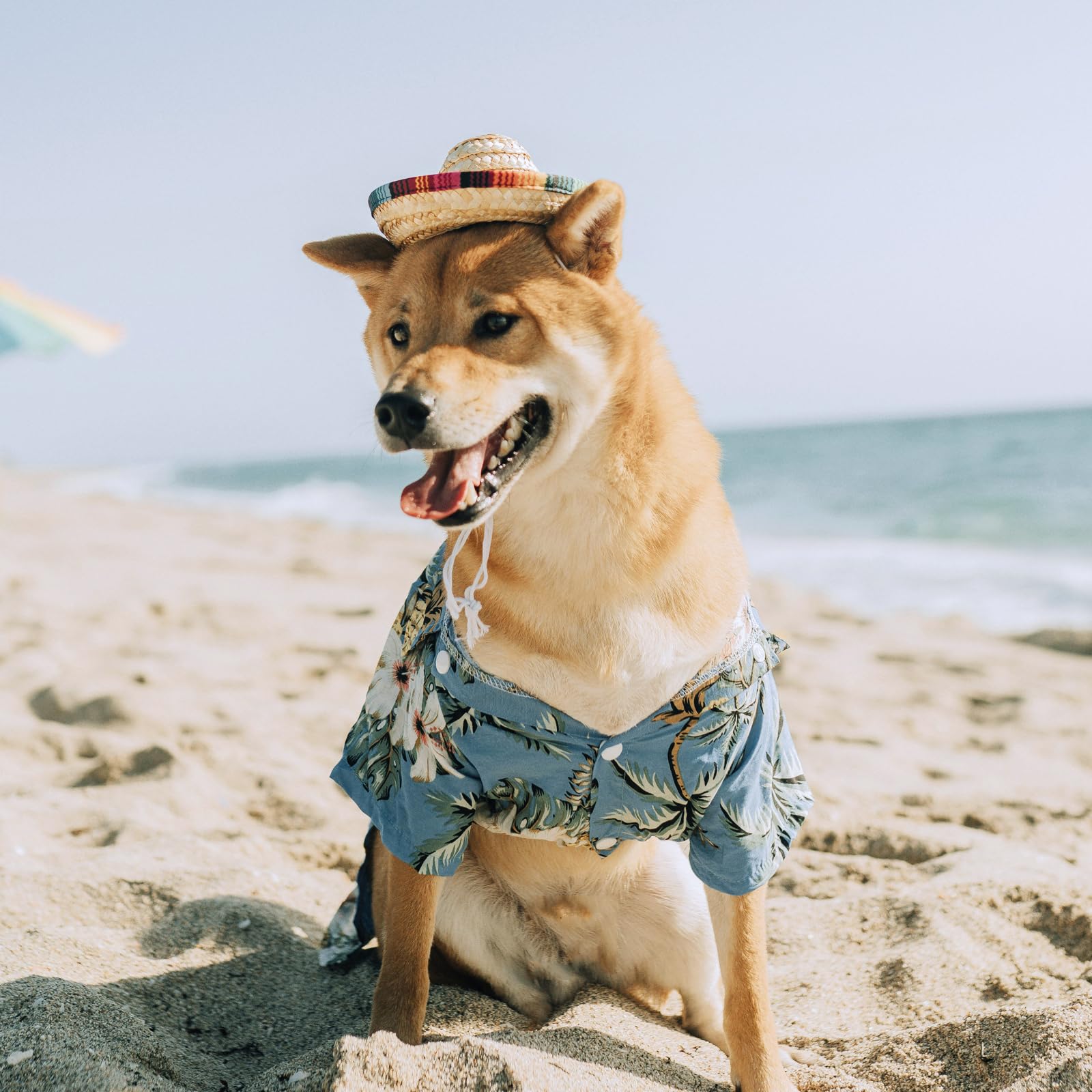 Chapeau paille AWOCAN, accessoire portable pour petit animal