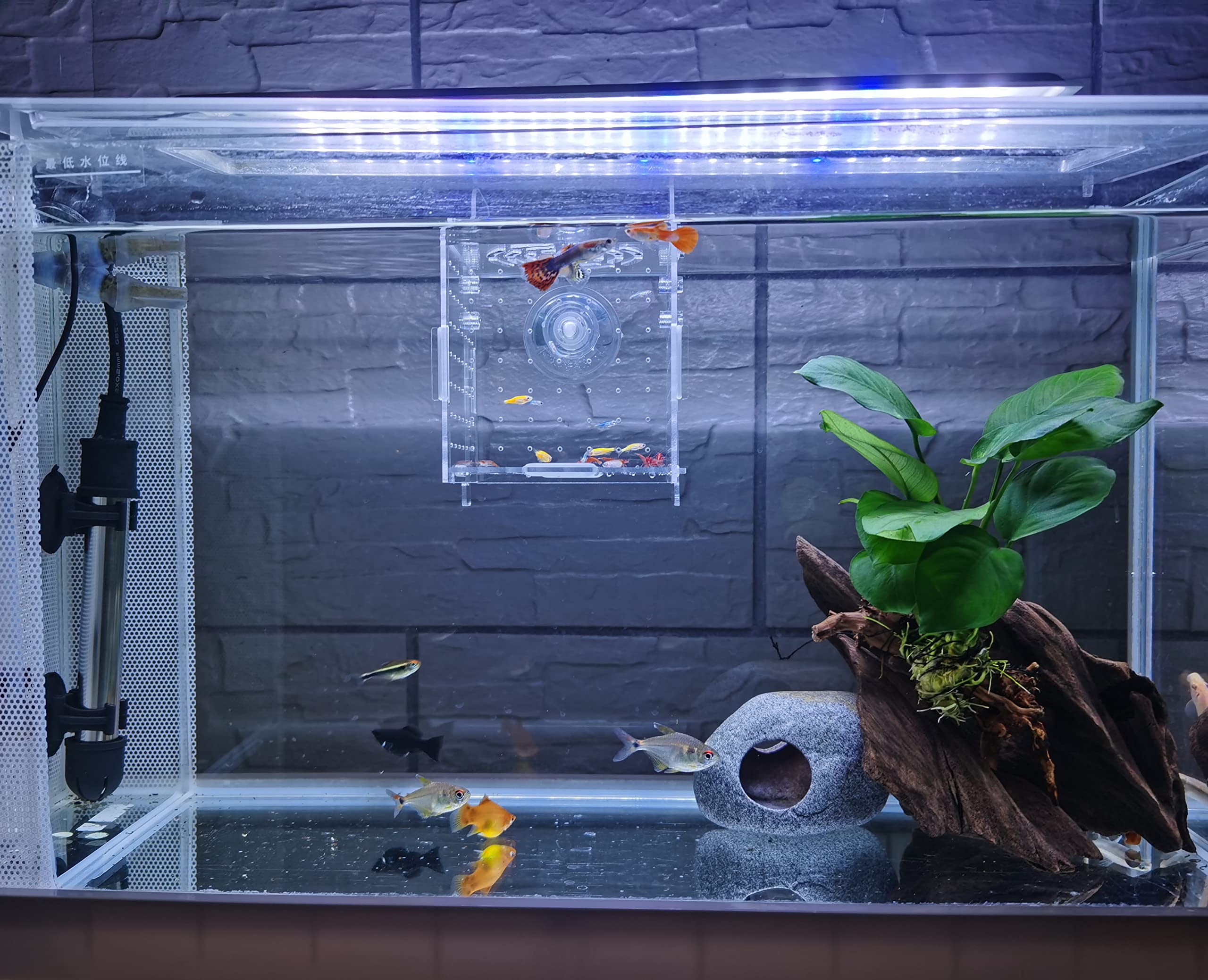 AWXZOM boîte d'isolation en acrylique, observation sans stress des poissons.