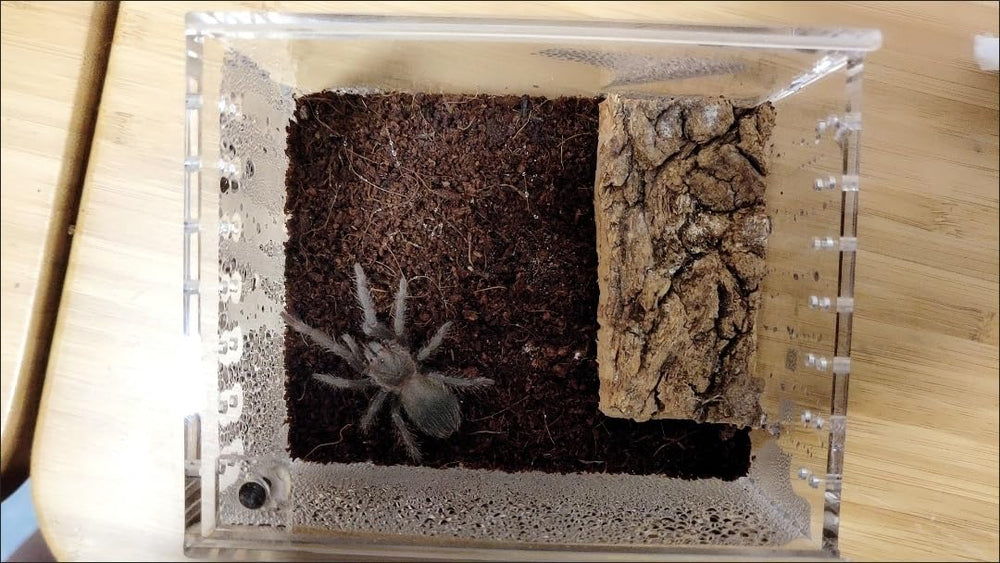 AWXZOM boite reproduction insectes compact pour élevage à domicile.