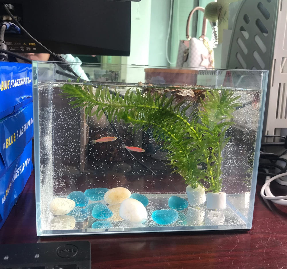 AWXZOM espace compact pour plantes et mousses et décorations aquatiques.