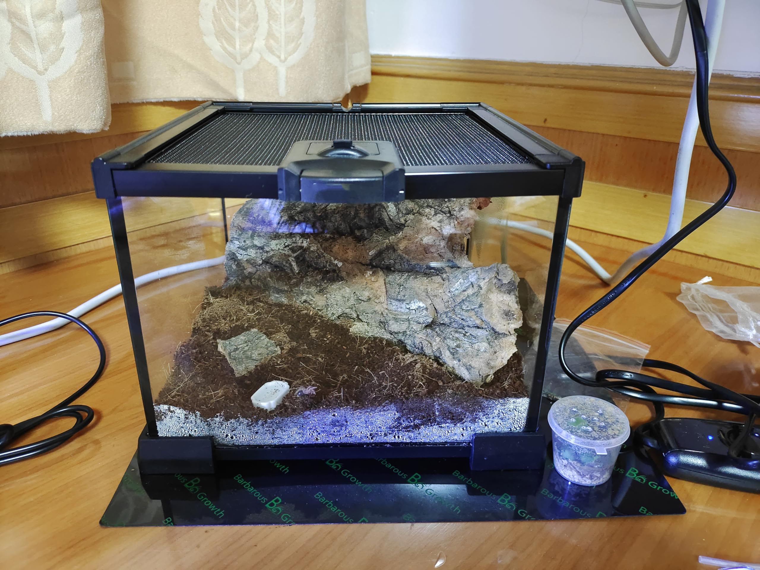 AWXZOM Mini Terarium dimensions 7,9 x 7,9 x 5,7 pouces, espace compact