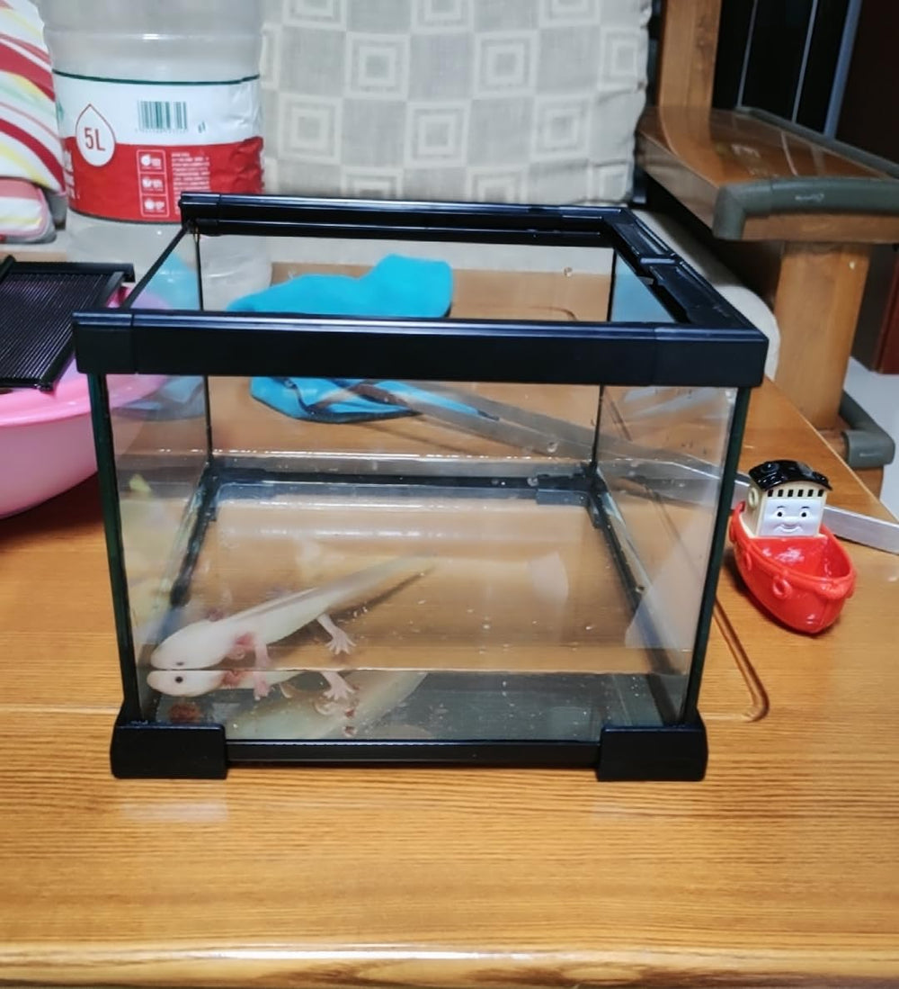AWXZOM Mini Terarium habitat réversible pour reptiles et invertébrés divers