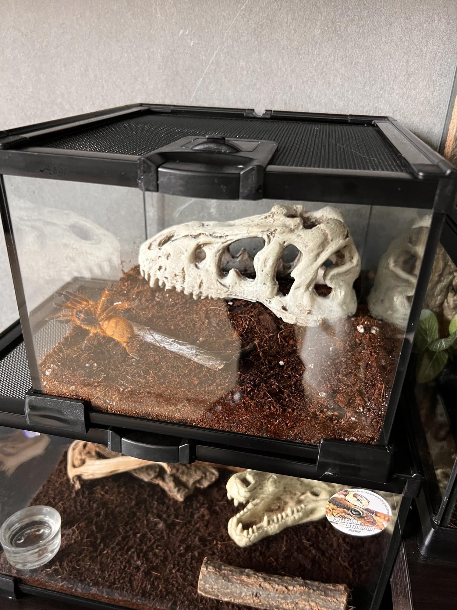 AWXZOM Mini Terarium utilisation variée pour divers petits animaux