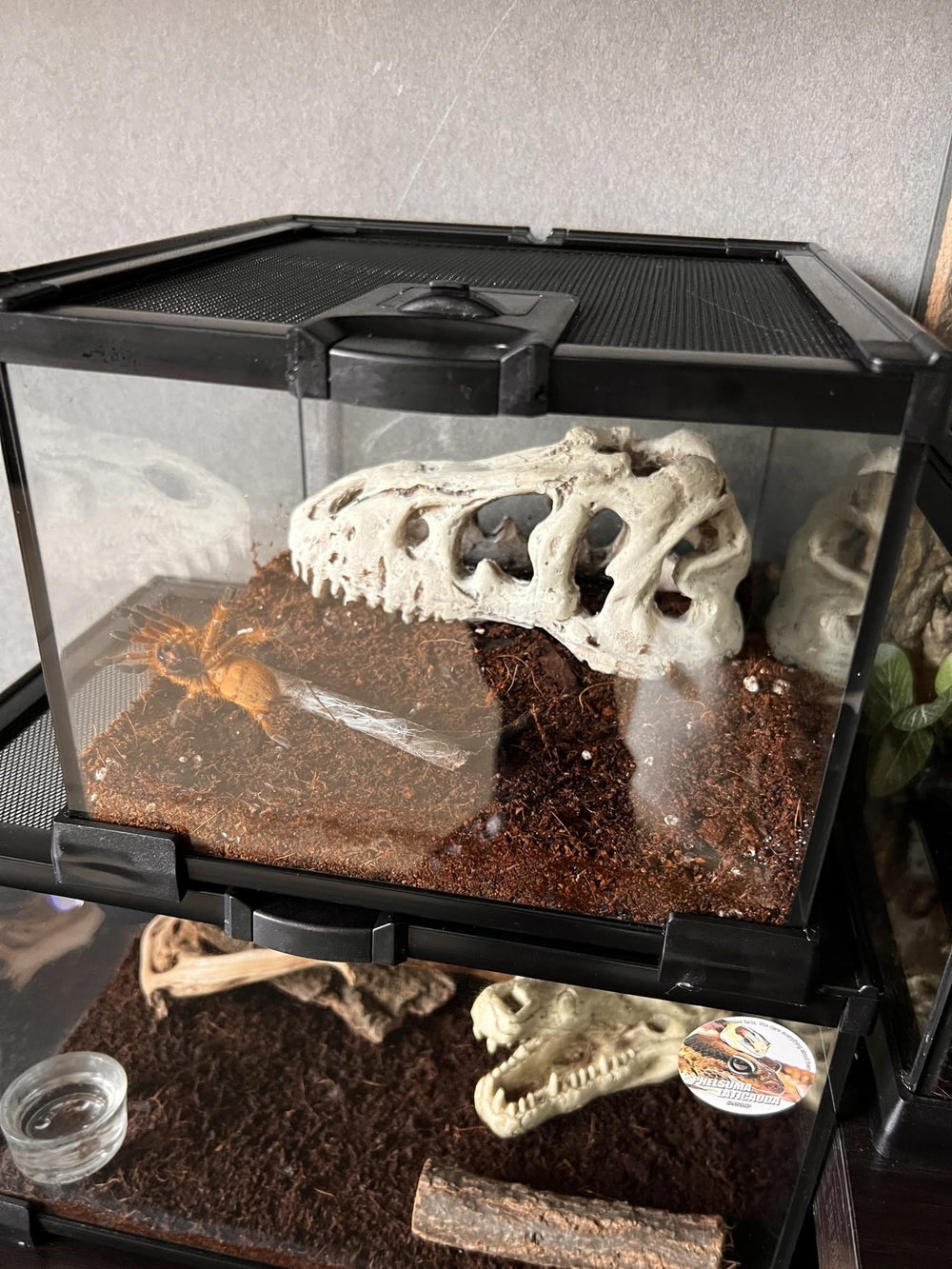 AWXZOM Mini Terarium utilisation variée pour divers petits animaux
