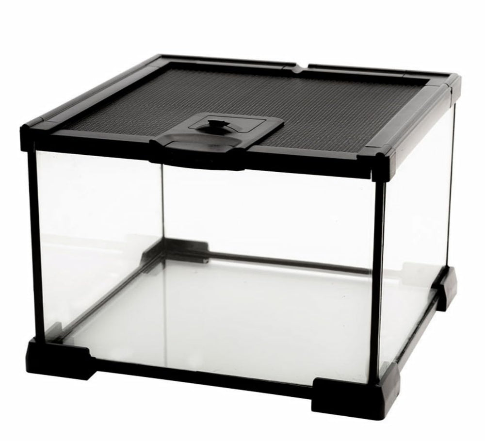 AWXZOM Mini Terarium en verre avec vision 360° pour observer les animaux clairement