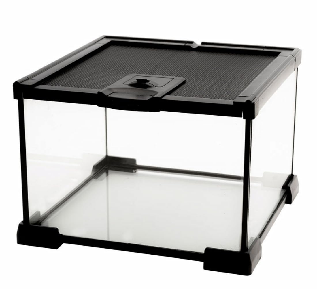 AWXZOM Mini Terarium en verre avec vision 360° pour observer les animaux clairement